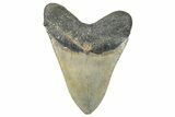 Serrated, Fossil Megalodon Tooth - North Carolina #272397-2